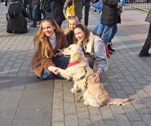 33. Finał WOŚP z grupą krakowskich Golden Retrieverów