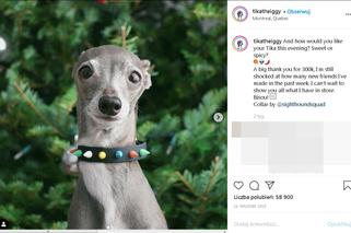 Najmodniejszy pies świata! Te psie kreacje szokują