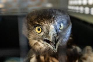 Gadożer Bodzio wraca na wolność [ZDJĘCIA]