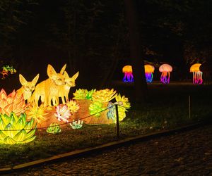 Nietypowy cennik biletów na wystawę Garden of Lights we Wrocławiu. O co chodzi? 