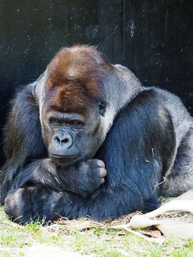 ZOO w Warszawie ma już 97 lat. Wielka feta w stołecznym ogrodzie! Jakie tajemnice kryje jego historia?