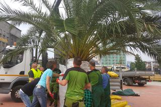 Palmy wróciły na rynek w Katowicach