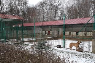 Toruń: Huk i strzelanie na poligonie niebezpieczne dla psów! Jeden z nich szuka domu
