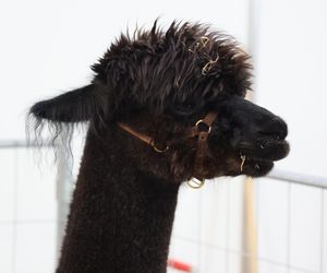 ZooPark ponownie przyciągnął do Targów Lublin tłumy miłośników zwierząt