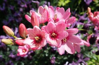 Najpiękniejsze kwiaty cebulowe na wiosnę. Przyozdobisz nimi parapet