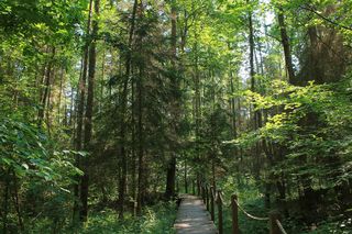 Na Podlasiu jest największy i najstarszy las w całej Europie Środkowej!