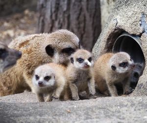 Surykatki w warszawskim ZOO oszalały ze szczęścia! To trzeba zobaczyć!