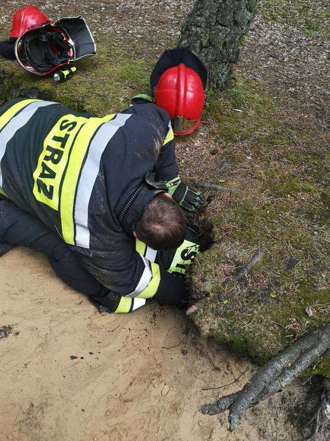 Nietypowa akcja strażaków z Kościana. Pomogli psu, który ugrzązł w norze w lesie