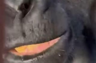 Goryli amant wyruszył na randkę życia. Bwana założy rodzinę w Szwajcarii. „Będziemy tęsknić”