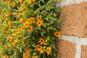 Tunbergia – modne kwitnące pnącze na balkon i taras. Czy tunbergia jest wieloletnia?
