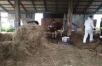 Krowy w gospodarstwie w Surażu