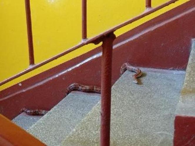 Mieszkańcy Łagiszy przerażeni. Po klatce schodowej pełzał wąż!