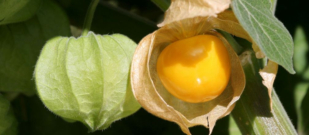 Miechunka peruwiańska