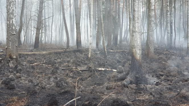 Podkarpacie: W powiecie stalowowolskim spłonęło 50 ha lasu