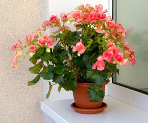 Begonia zimowa