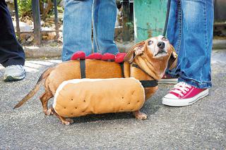 USA. Hot dog z jamnika na paradzie psów w Nowym Jorku
