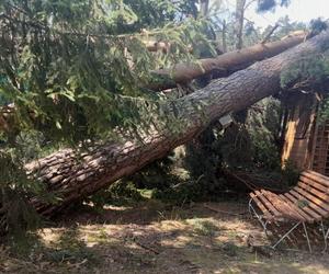 Zakaz wstępu do lasów pod Olsztynem. Zagrożenie na terenie trzech leśnictw