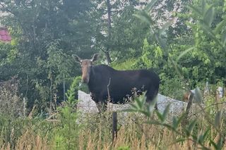Nietypowy gość wystraszył działkowiczów! Musiała przyjechać policja