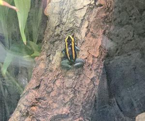 Egzotyczny świat na wyciągnięcie ręki! Zaglądamy do akwarium-terrarium w Myślęcinku