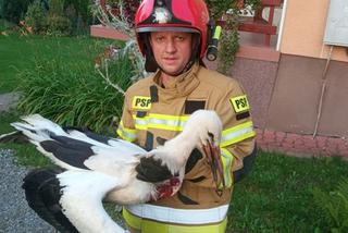 Strażacy uratowali bociana Krzycha