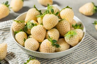 Pineberry, czyli biała truskawka. Wygląda egzotycznie, ale można ją z powodzeniem uprawiać w Polsce