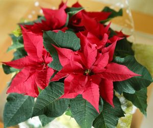 W październiku gwiazda betlejemska przygotowuje się do sezonu. Zrób to, a w Boże Narodzenie pięknie zakwitnie, a teściową zamuruje z wrażenia. Zasady pielęgnacji poinsecji jesienią