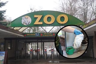 Bulwersujące odkrycie w poznańskim ZOO. Cały czas się zdarzają tego typu niespodzianki