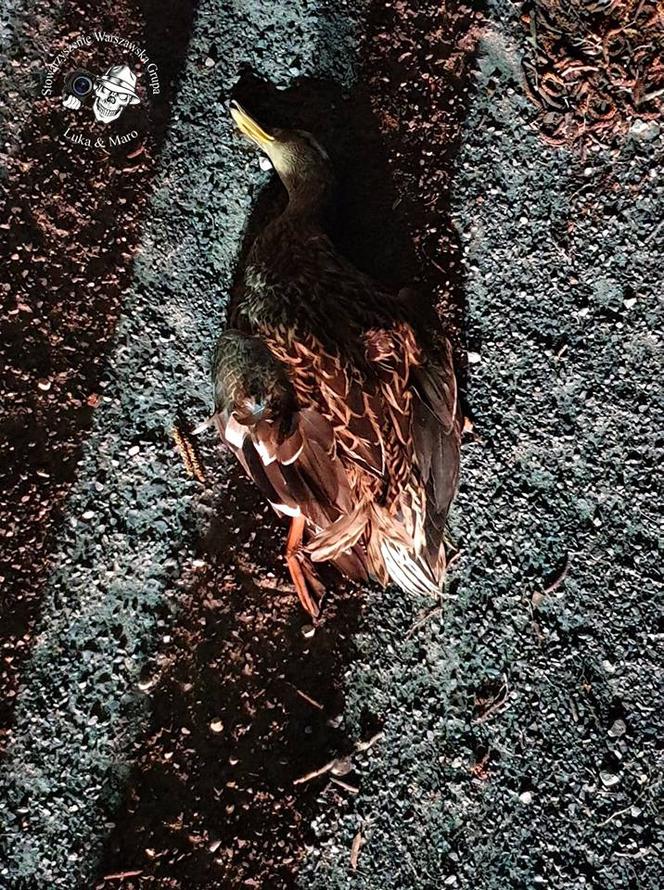 Zginął przez kaczkę