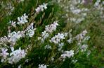 Gaura Lindheimera