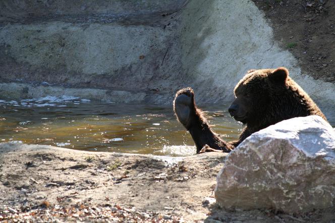 Cztery nowe niedźwiedzie pojawią się w Nowym Zoo