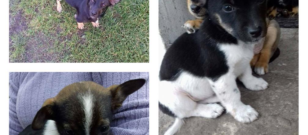 Psiaki szukają domów