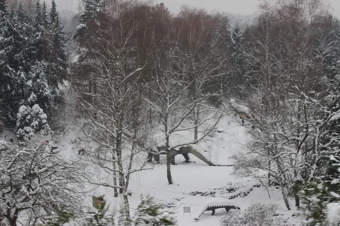 "Elka" w Parku Śląskim. Widok z góry