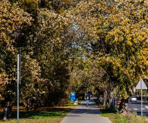 Park linearny na Bielanach w Warszawie