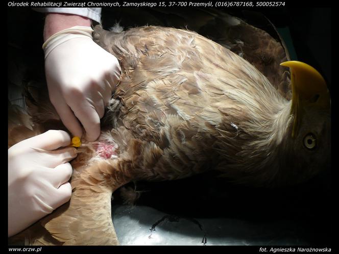 Uratowali zatrutego orła