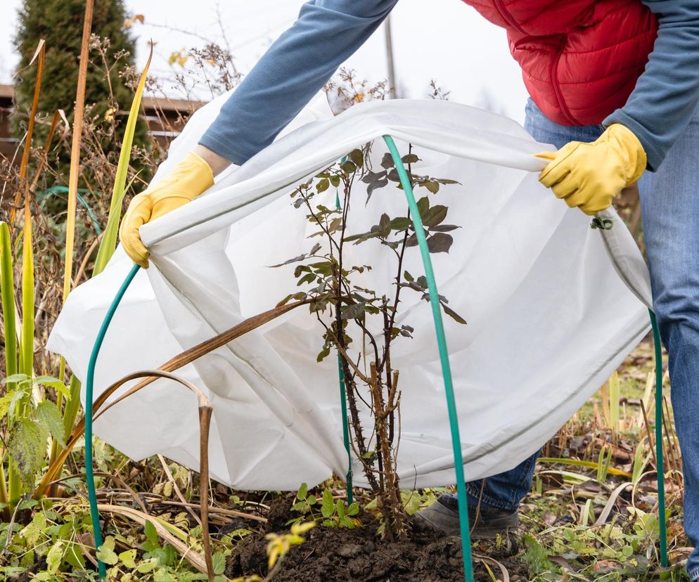 Jak zabezpieczyć drzewa i krzewy ozdobne na zimę?