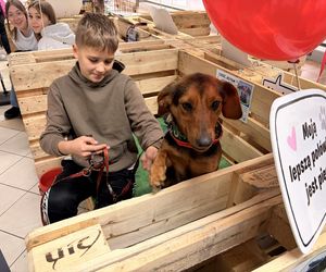 Akcja adopcyjna Fundacji Dobre Ludki w Grudziądzu