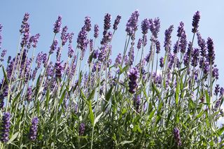 Malownicze pola lawendy o urzekającym zapachu. To nie Prowansja - takie miejsca znajdują się w Polsce