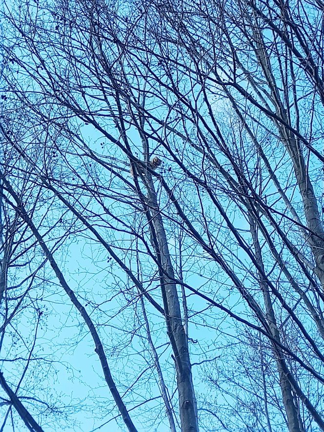 Wystraszony kotek kilkanaście metrów na ziemią