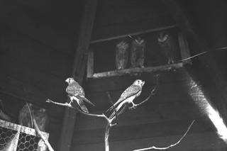 Pierwszy zwierzyniec w Krakowie