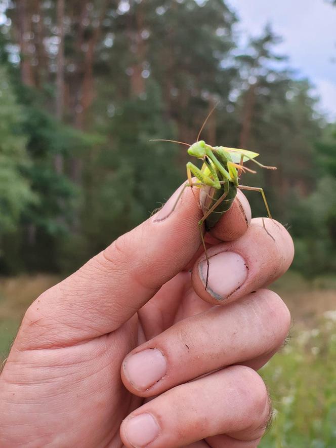 Przerażające stworzenia pojawiły się w lasach Warmii i Mazur. Wszystko przez zmiany klimatu