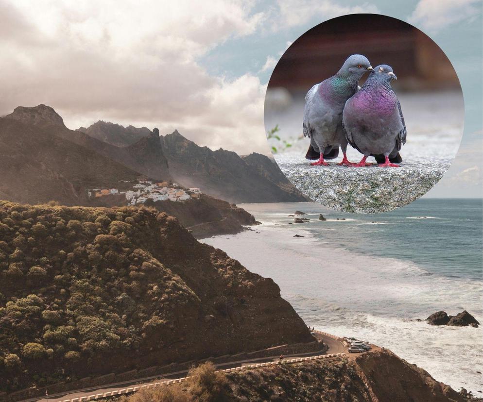 Karmienie gołębi na Teneryfie jest zakazane. Mandat to nawet kilka tysięcy złotych