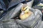 Strażacy uratowali maleńkie kaczki uwięzione w studzience kanalizacyjnej [GALERIA ZDJĘĆ]