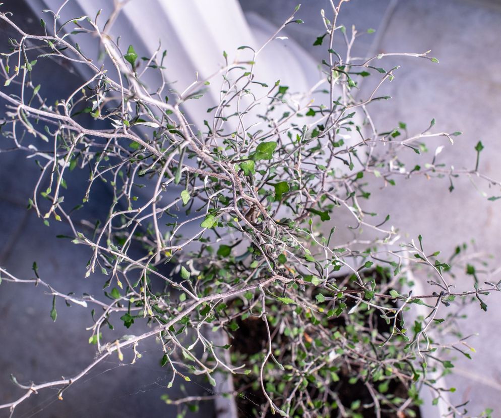 Corokia