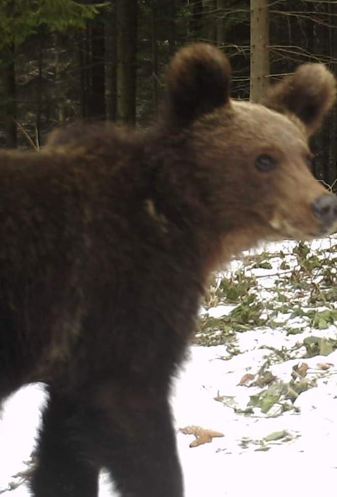 Bieszczady Niedźwiedzie szukają pożywienia we wsi [GALERIA]