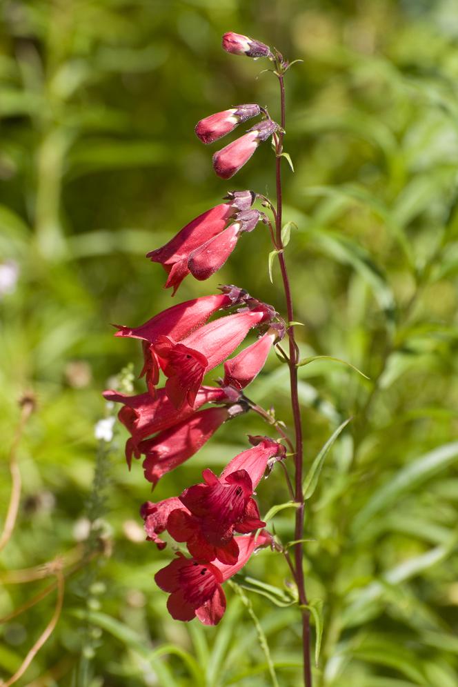 Penstemon