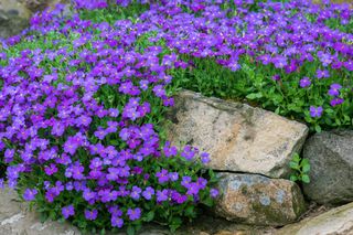 Żagwin ogrodowy - Aubrieta × cultorum (syn. Aubrieta × hybrida)