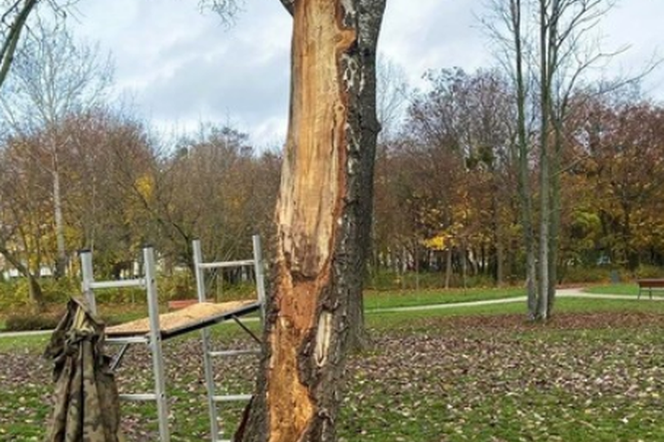 Rzeźbi w drewnie piłą łańcuchową! Nowe oblicze Parku Jana Heweliusza!