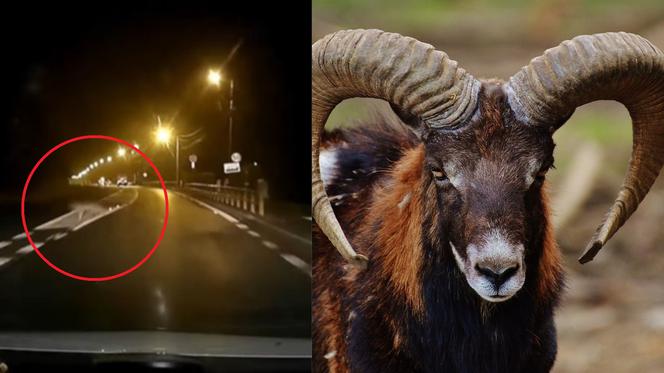 Muflony i wilki pod Opolem! Szok! Coś nam grozi? [WIDEO]