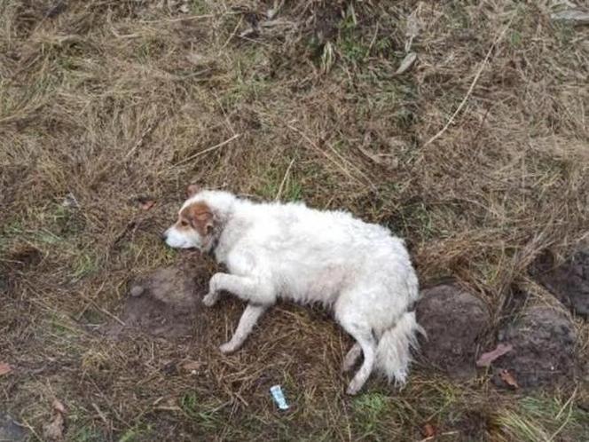Potwór strzelił do psa. Zwierzę umierało samotnie w przydrożnym rowie. Trwa walka o jej życie