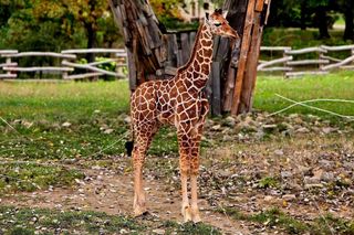 Mała żyrafa ze Śląskiego Zoo ma już imię. Znamy wyniki głosowania